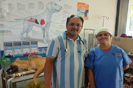 श्वानांच्या निर्बीजीकरणातून आरोग्यदायी जीवनाचा संदेश!