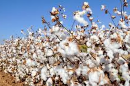 खरिपानंतर रब्बी हंगामावर प्रश्नचिन्ह