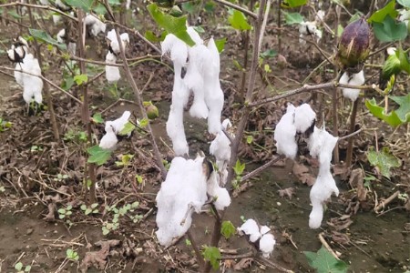 पावसाने बळीराजा संकटात..!