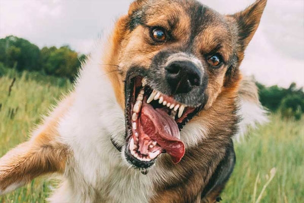 Stray dogs attack trainers
