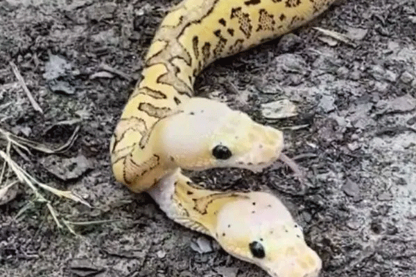 two-headed python video 