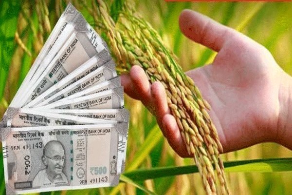 gondia paddy