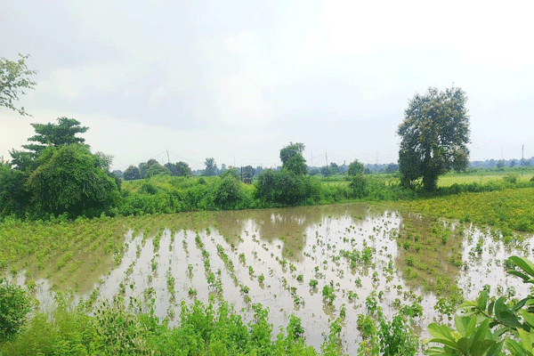 Samudrapur farmer crisis, soybean crop failure,