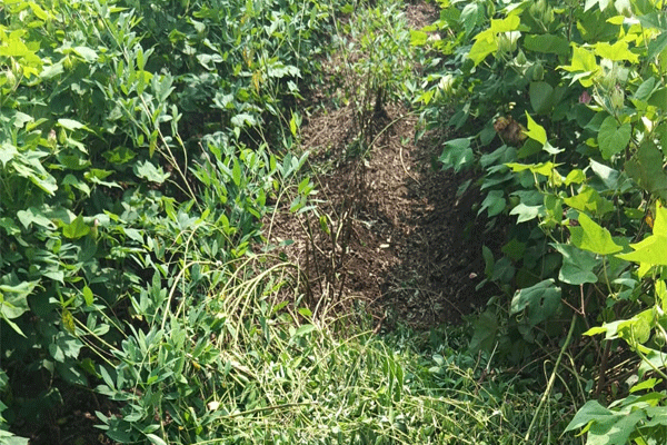 wild boars damage cotton crops,