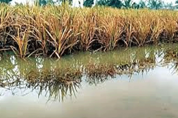 farmer relief demand, Anil Deshmukh demand, Maharashtra farmer aid, heavy rainfall crop loss, flood-damaged farmland, crop compensation claim, ₹50,000 per acre demand, Vidarbha agricultural relief, Mahagaon taluka visit, Yavatmal district farmers, Dahisavli farmer suicides, farmer suicide support, tehsildar negligence complaint, revenue department panchanama issue, sesame (til) crop damage, Arni taluka crop loss, re-assessment of damages, transparent compensation list, protest threat by farmers, NCP Vidarbh
