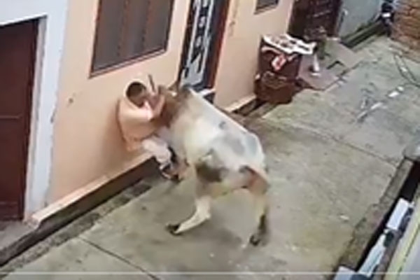 bull-attack-man