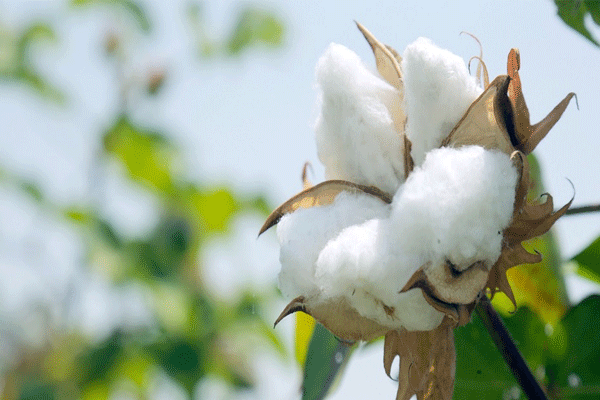 World Cotton Day