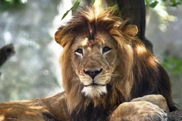Lion missing from safari park