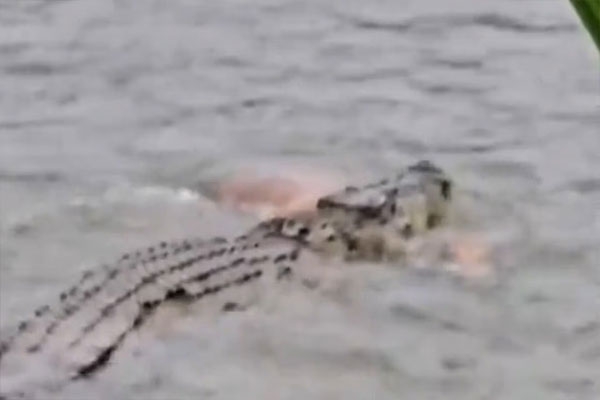 crocodile-drags-woman-into-river