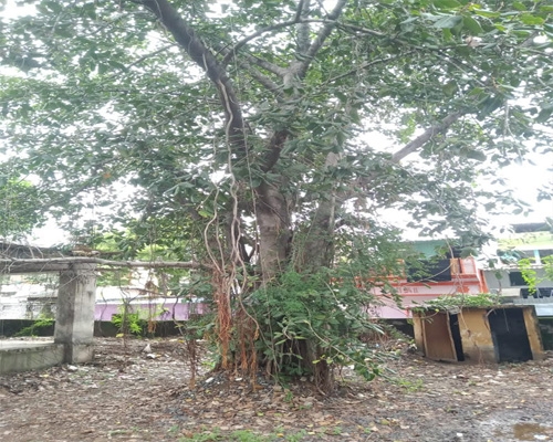 banyan tree