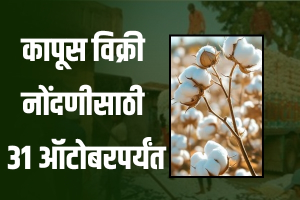 कॉटन sale 