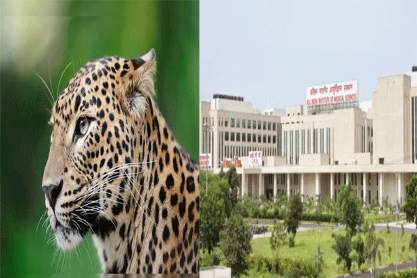 leopard spotted AIIMS