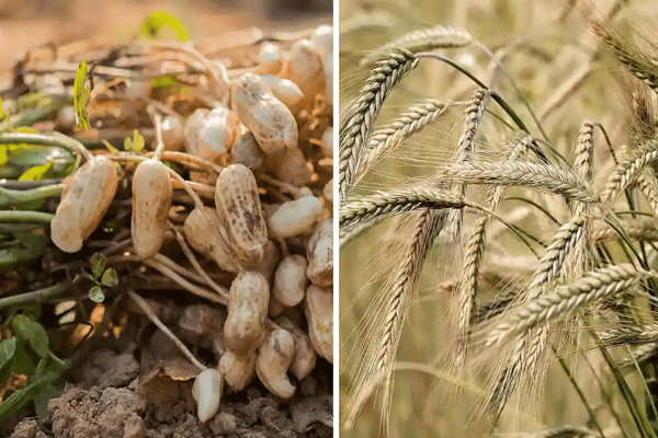 rabi crop