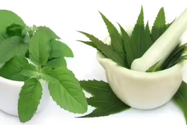 neem 