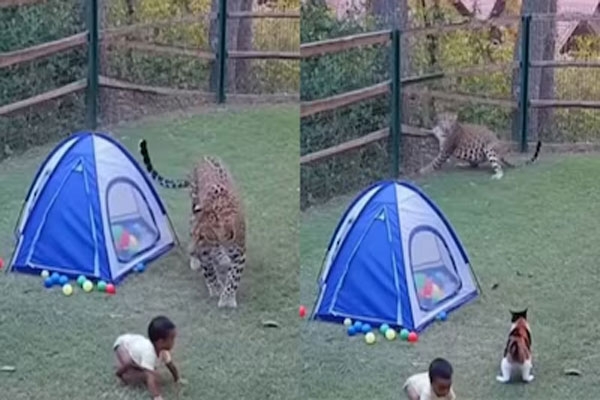 cat-saves-child-from-leopard cat-saves-child-from-leopard