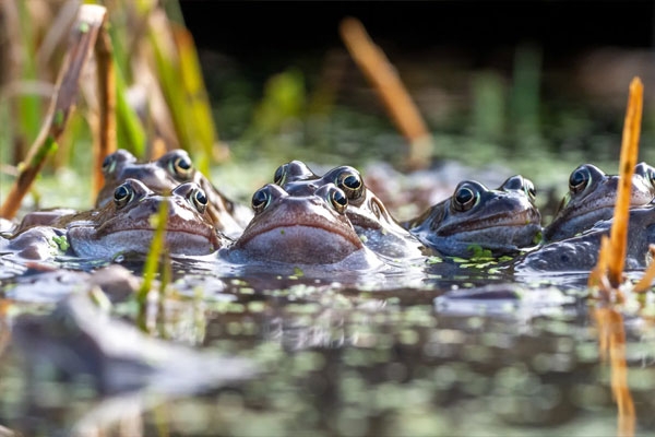 Woman Swallows 8 Live Frogs Woman Swallows 8 Live Frogs