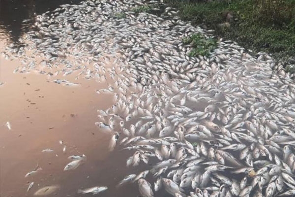 Yamuna releases two lakh fish Yamuna releases two lakh fish