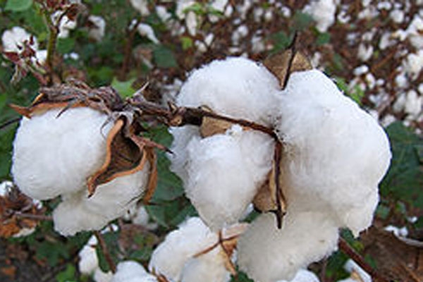 Shrikrishna Ginning Dhondgaon