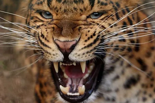 marriage due to leopard terror