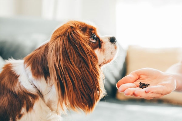 husband-sues-wife-for-loving-dogs