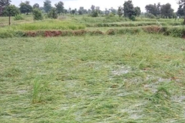 Loss of paddy crop