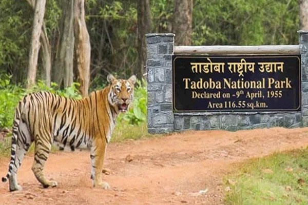 Sahyadri tiger of Tadoba tigress