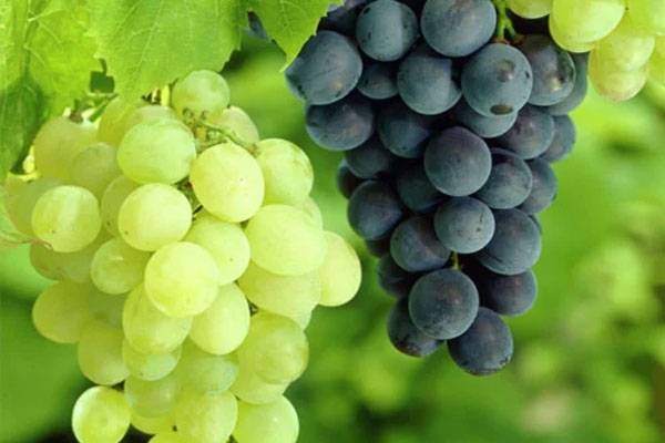 Grapes increase human lifespan