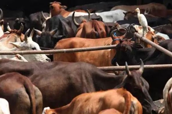 Ralegaon police action