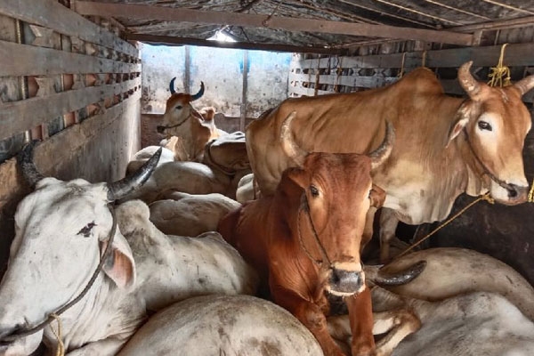 Wardha illegal animal trafficking