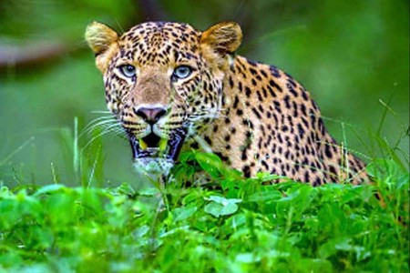 बिबट्या उपाययोजनेसाठी नसबंदी आणि एआय प्रणालीचा वापर