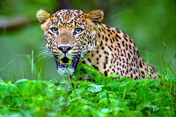 Sterilization for leopard control Sterilization for leopard control