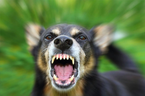 Dog bites in Tamil Nadu Dog bites in Tamil Nadu