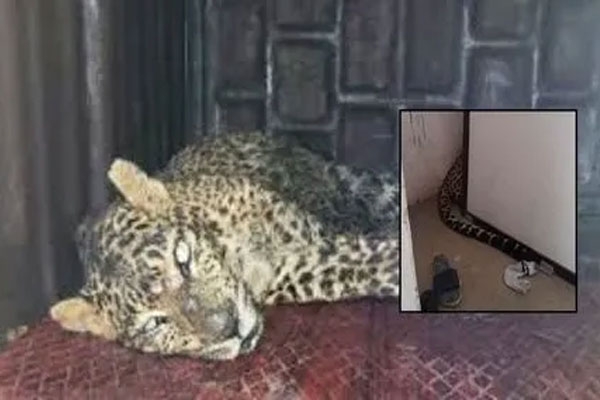 Leopard rescue in Nagpur