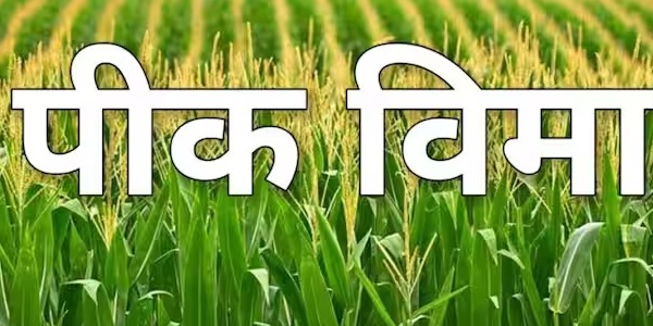 पीक विमा 