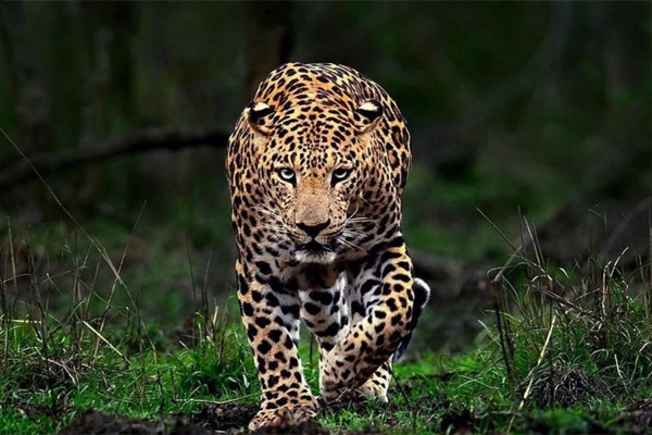 leopards