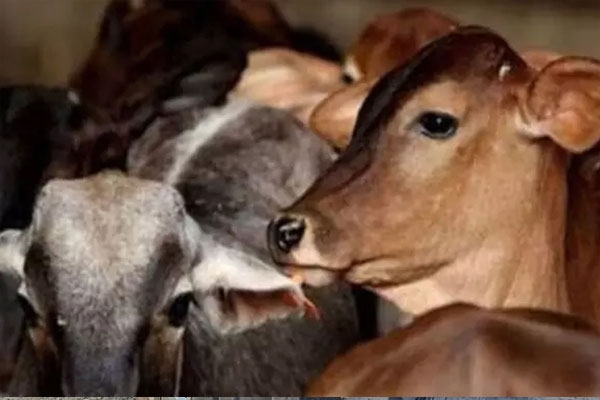 Rabies-infected cows