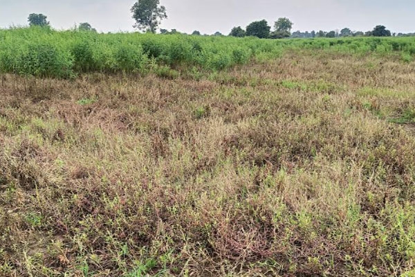 Bori, unseasonal rain