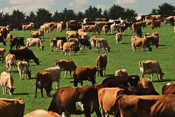 fodder scheme, livestock farmers, Wardha, animal husbandry, cattle feed program, hay cultivation, dairy production, fodder shortage solution, 7550 beneficiaries, veterinary assistance, agricultural subsidy, fodder seed supply, livestock development, nutritious feed, government scheme, Maharashtra animal welfare