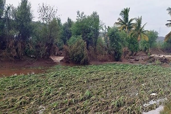 Motala taluka heavy rainfall, Buldhana crop damage, cloudburst-like rain Motala, Maharashtra agriculture loss, Motala soybean damage, Motala cotton and maize loss, Motala kharif crops destroyed, Motala chickpea and wheat impact, Motala sudden rain, Maharashtra farmer relief demand, Motala agricultural disaster 2025, Motala severe rain impact, Buldhana taluka rain damage