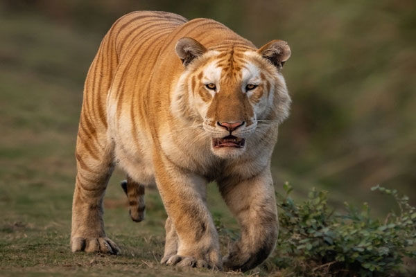 Kaziranga Golden Tabby Tiger