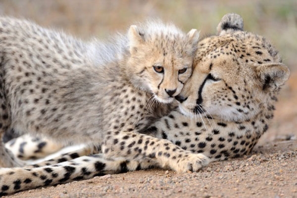 Female Cheetah Mukhi