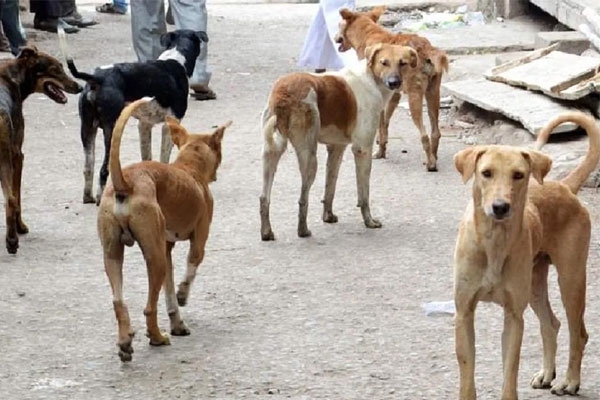 buldhana stray dogs