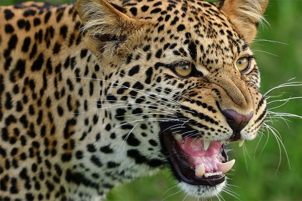 Leopard attack in Gadchiroli