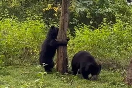 हेटीकुंडीत अस्वलाच्या हल्ल्यात तीन जखमी