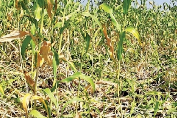 रब्बी हंगाम 