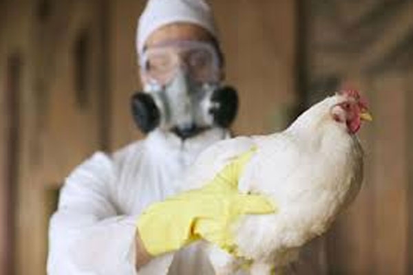 Bird flu deaths in America