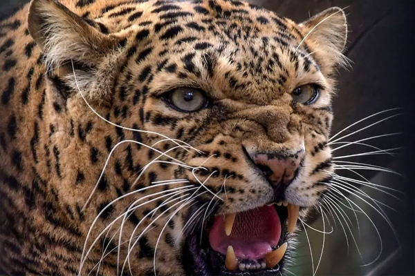 संग्रहित फोटो