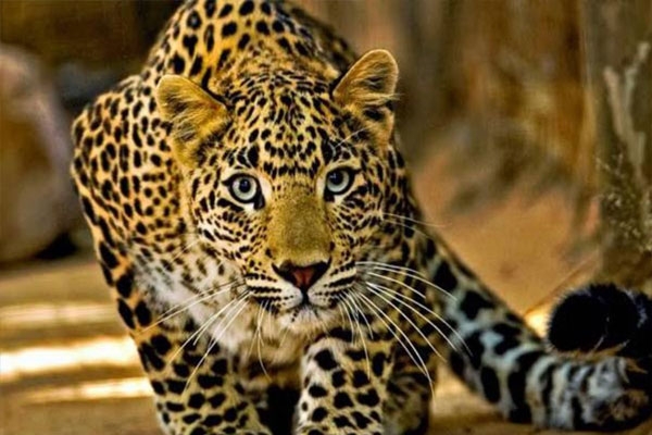 A leopard entered the set of the series