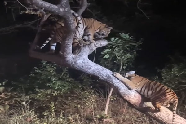 tiger sightings Maharashtra, Khursapar tiger family