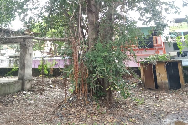 Banyan tree shifted